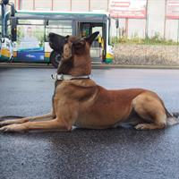 služební pes AČR před autobusy